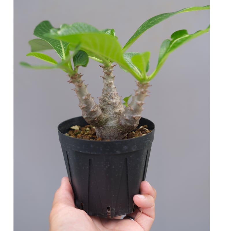パキポディウム ウィンゾリー 実生株 045 Pachypodium windsorii |