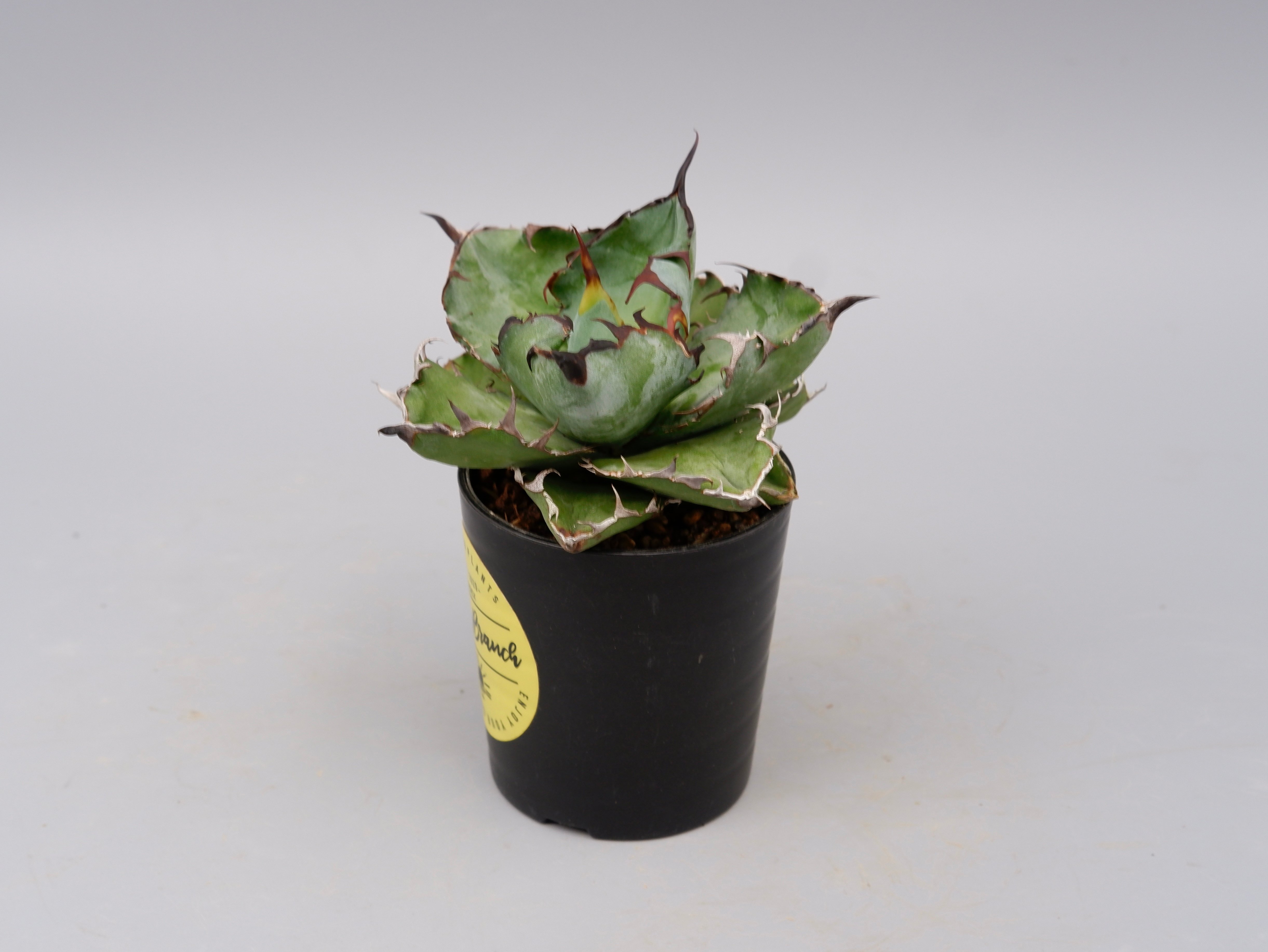 アガベ チタノタ ブラックアンドブルー Agave titanota BB 091 | Sun