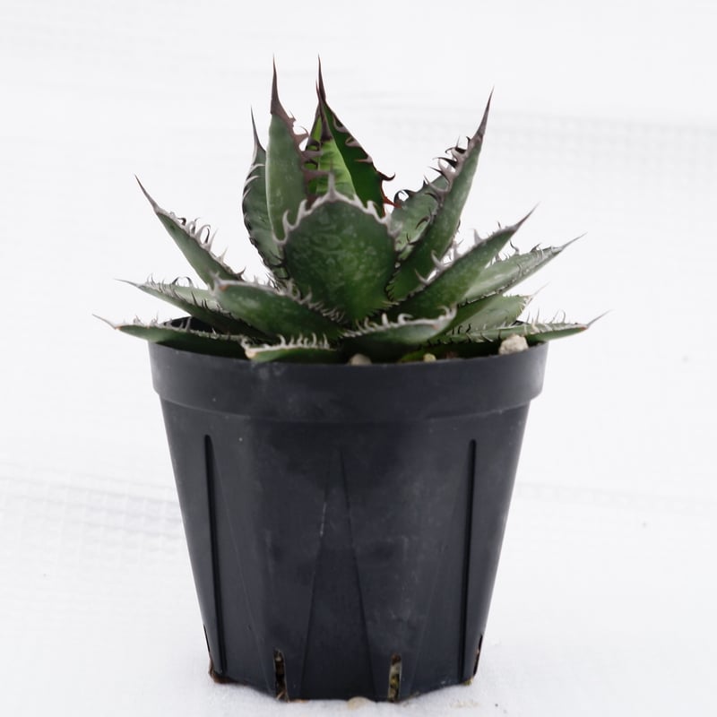 アガベ ホリダ 022 Agave horrida 強棘 | Sunny Branch