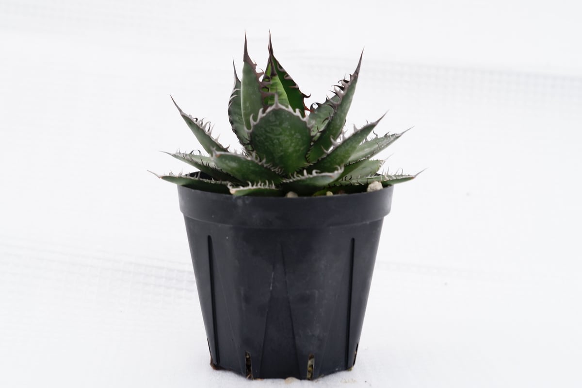 アガベ ホリダ 022 Agave horrida 強棘 | Sunny Branch