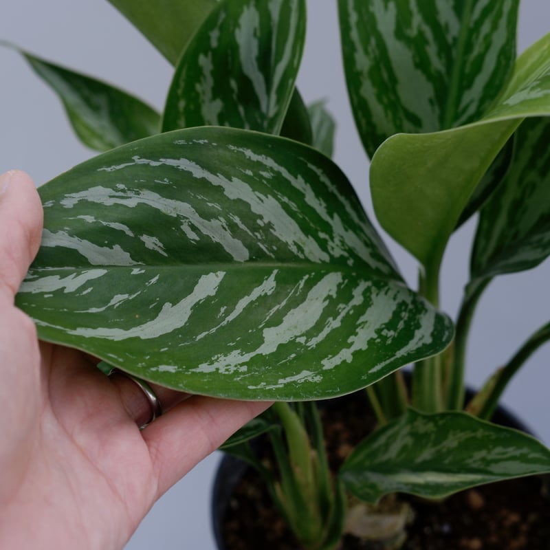 アグラオネマ ニティドゥーム カーティシー Aglaonema nitidum