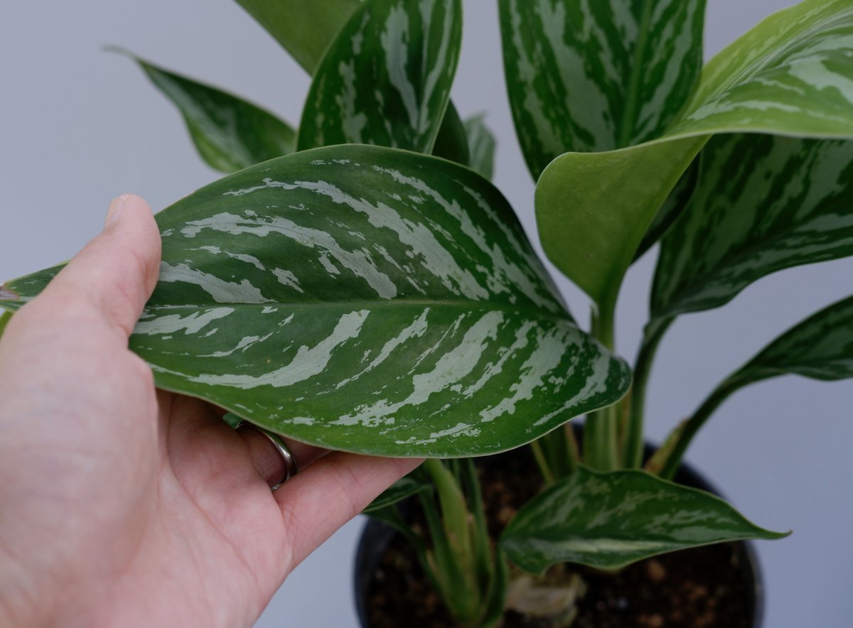 アグラオネマ ニティドゥーム カーティシー Aglaonema nitidum Curtisi