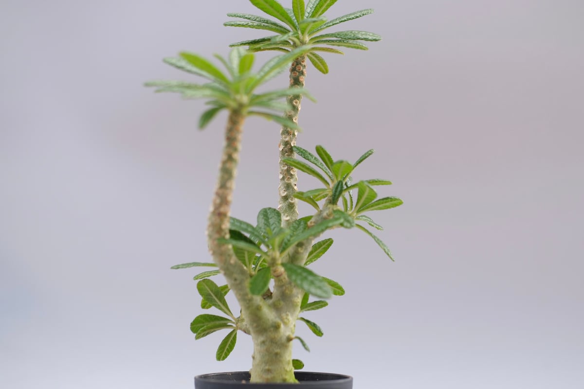 ドルステニア ギガス045 Dorstenia gigas | Sunny Branch