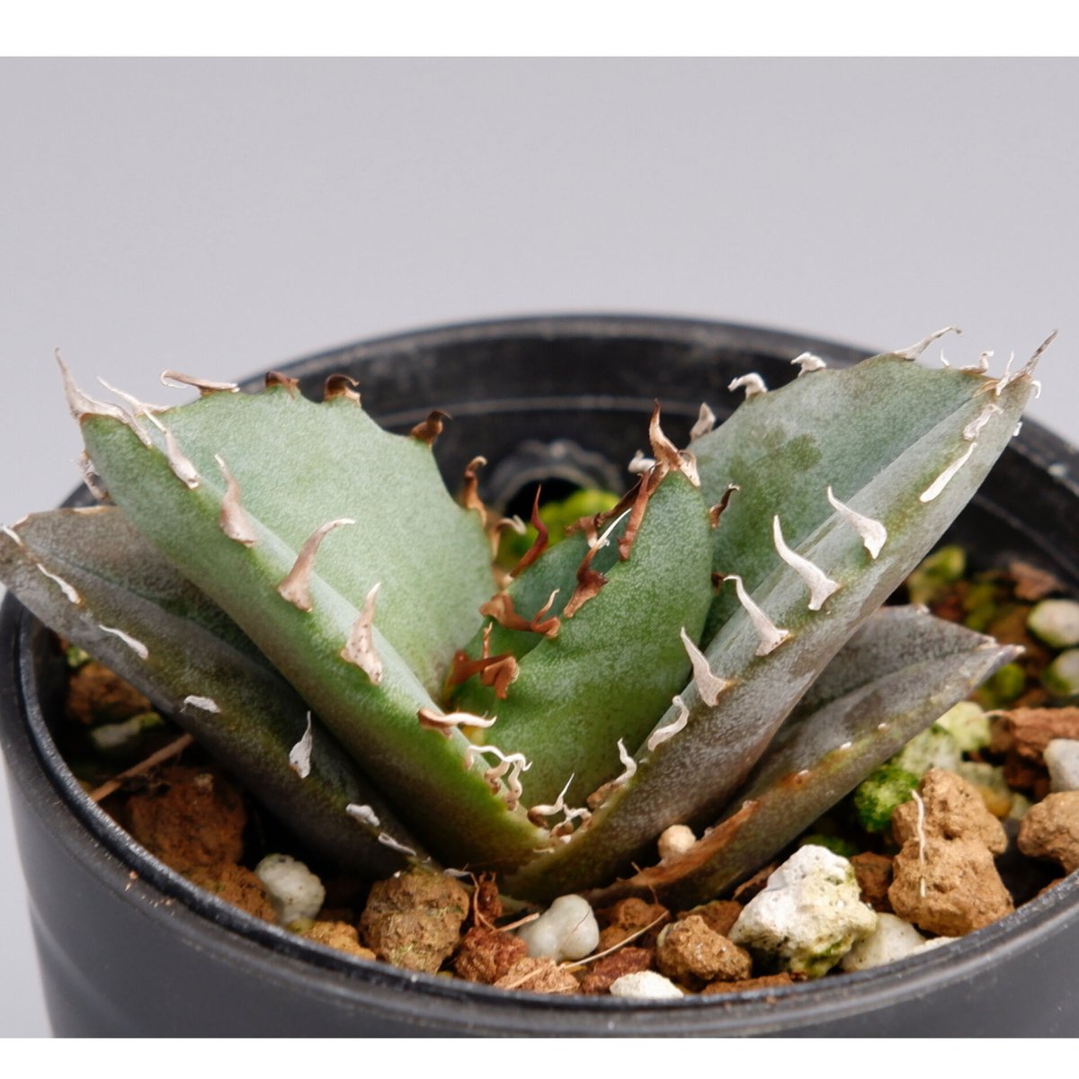 アガベ チタノタ 白鯨 067 Agave titanota white whale | Su