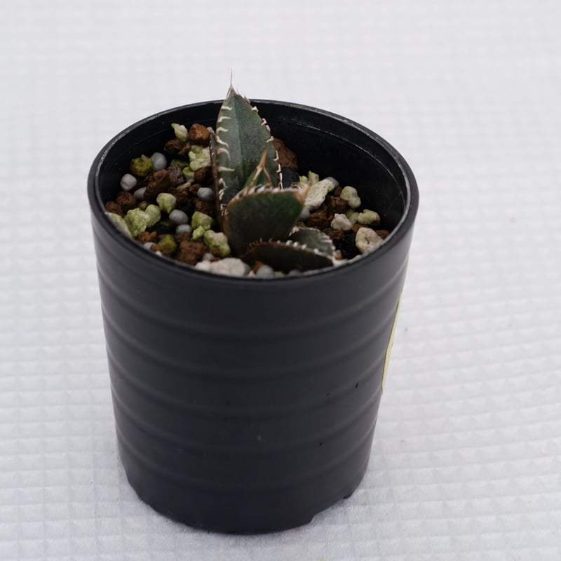 アガベ オテロイ 実生株 Agave oteroi seeding 005 | Sunny