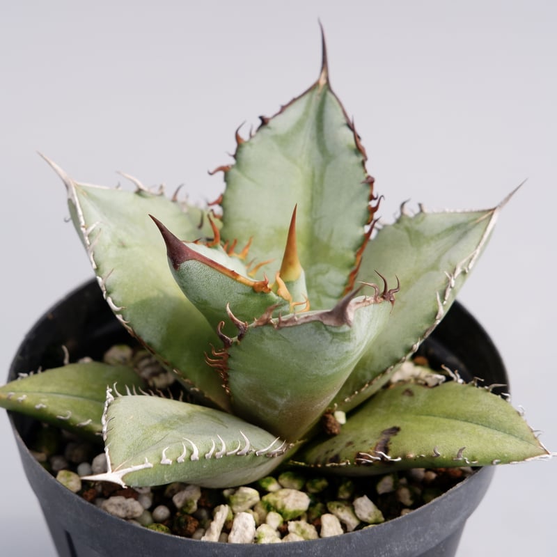 アガベ オテロイ 実生株 Agave oteroi seeding 035 | Sunny