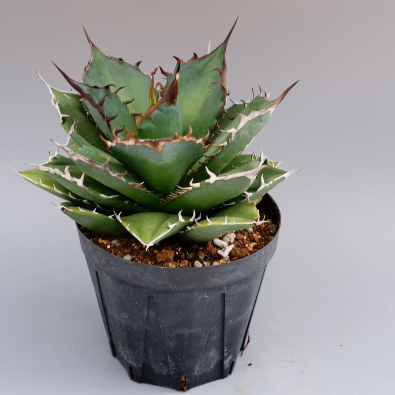 アガベ 実生　ノーネーム　大株 アガベ ノーネーム Agave no name | Sunny Branch