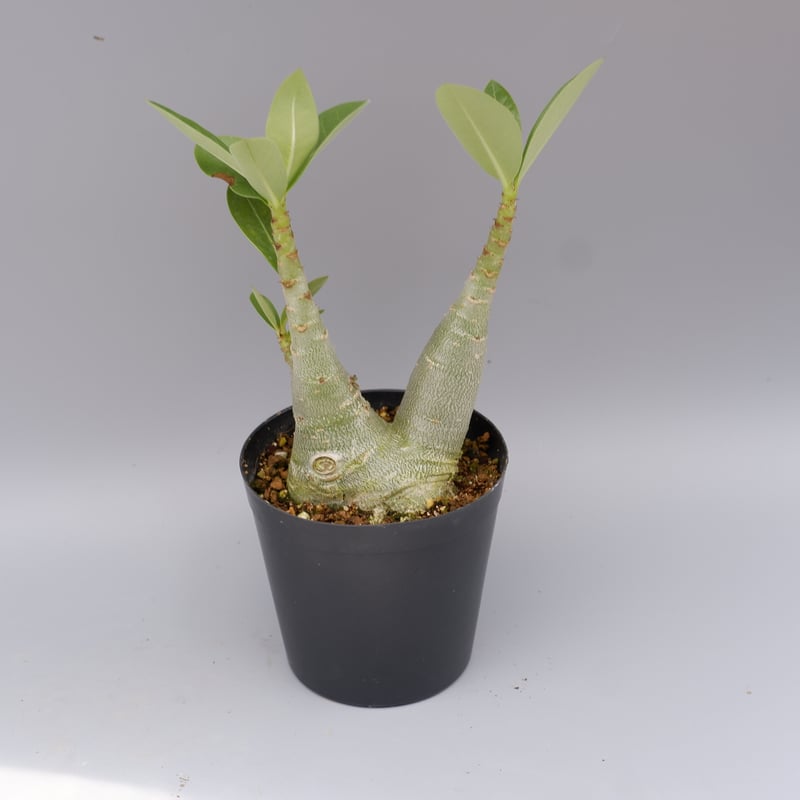 超大型美株］アデニウム ソマレンセ 実生 （検索:現地球、オベスム