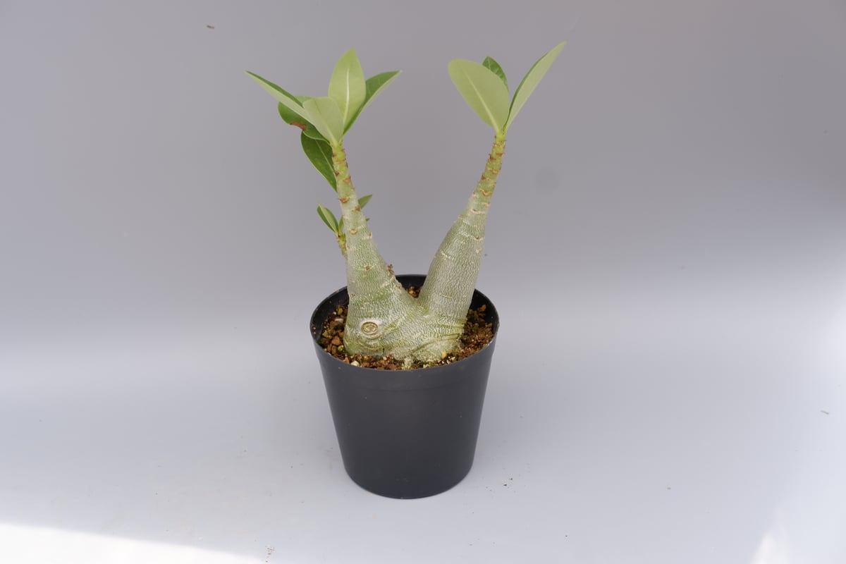 アデニウム ソマレンセ 実生株 Adenium somalense 005 | Sunny B アデニウム ソマレンセ 実生株 Adenium somalense 005 | Sunny B