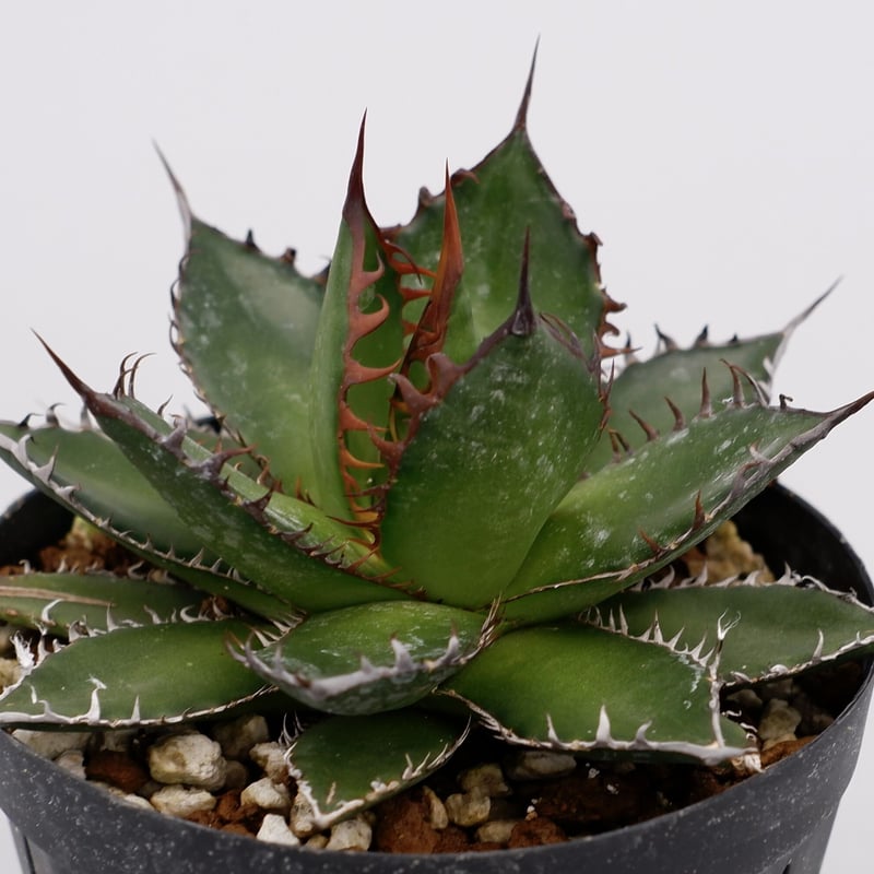 アガベ ホリダ 強棘 アガベ ホリダ 026 Agave horrida 強棘 | Sunny Branch