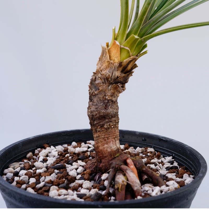 ユッカ ロストラータ 003【幹立ち】 Yucca Rostrata | Sunny Branch ユッカ ロストラータ 003【幹立ち】 Yucca Rostrata | Sunny Branch