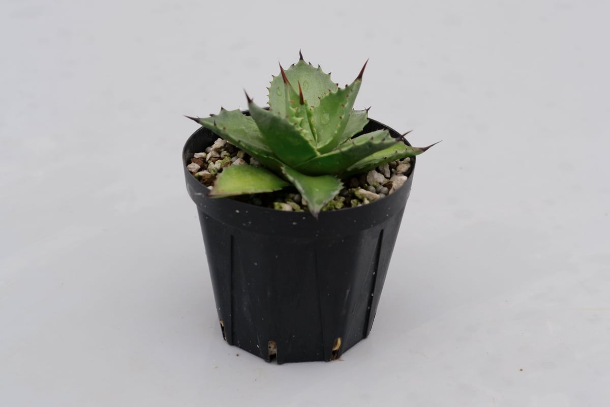 アガベ サロモニー・アガベ マグニフィカ 001 Agave salomonii Agave
