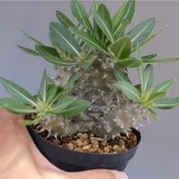 アガベ オテロイ 実生株 Agave oteroi seeding 064 | Sunny