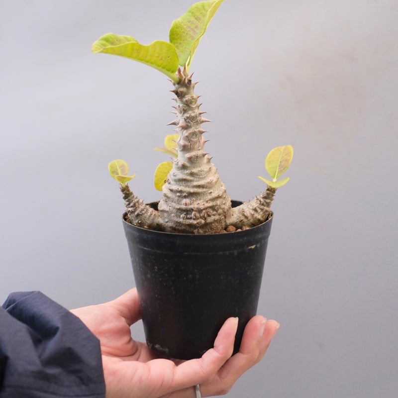 パキポディウム ウィンゾリー Pachypodium windsorii 実生① パキポディウム ウィンゾリー 実生株 126 Pachypodium windsorii |