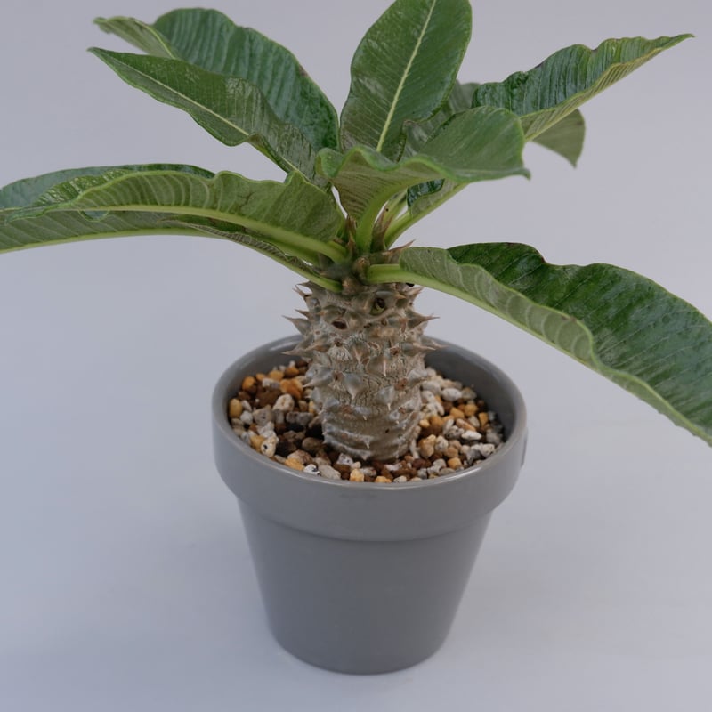 パキポディウム バロニー実生株002 Pachypodium baronii | Sunny