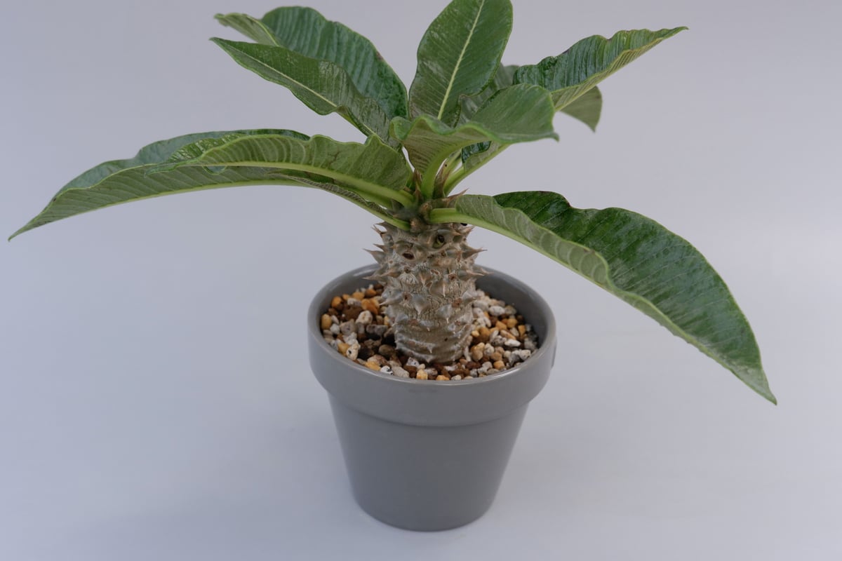 パキポディウム バロニー実生株002 Pachypodium baronii | Sunny