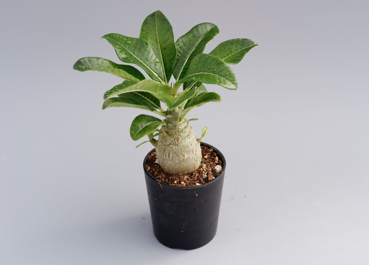 パキポディウム　ウィンゾリー パキポディウム ウィンゾリー 010 Pachypodium windsorii | Sunn