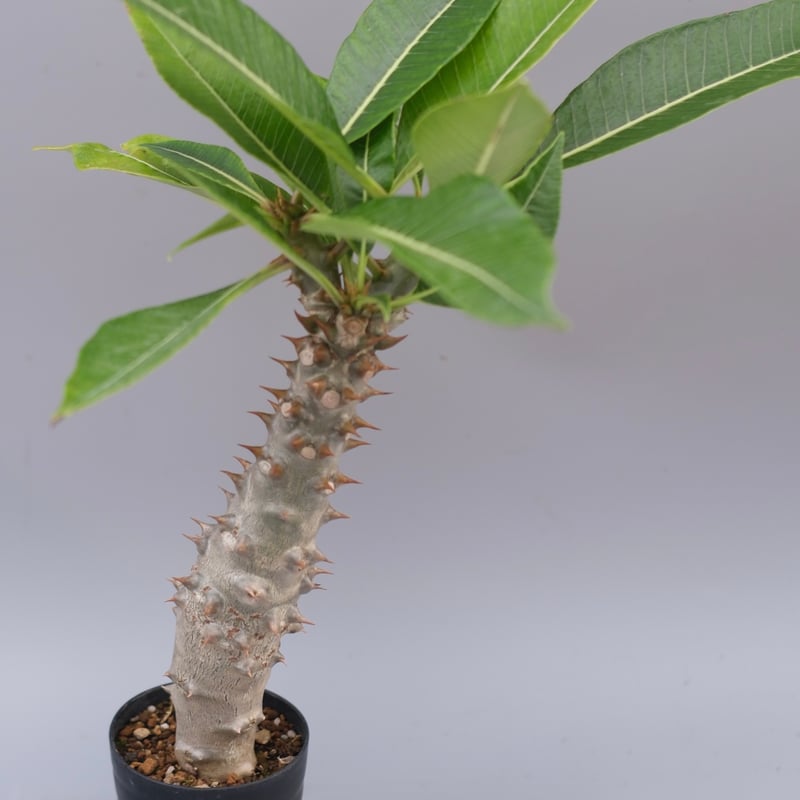 パキポディウム バロニー実生株040 Pachypodium baronii | Sunny