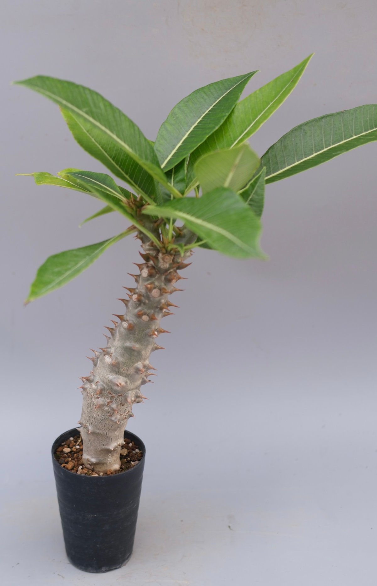 パキポディウム バロニー実生株040 Pachypodium baronii | Sunny