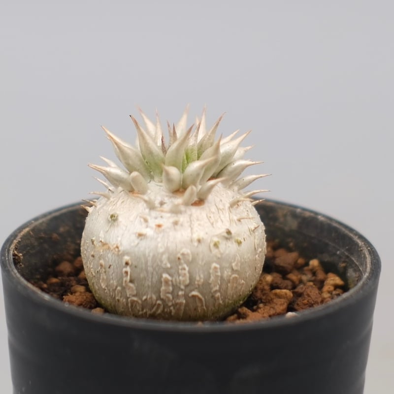 ●レア種 現地株 Pachypodium enigmaticum. Pachypodium enigmaticum No.2 【パキポディウム・エニグマティ
