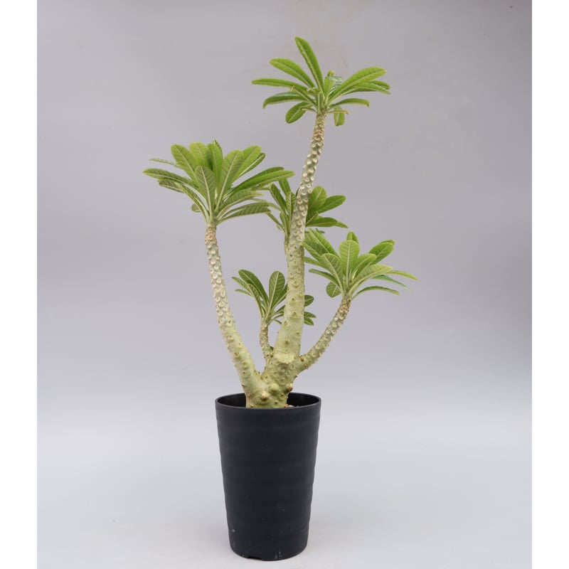 ドルステニア ギガス025 Dorstenia gigas | Sunny Branch