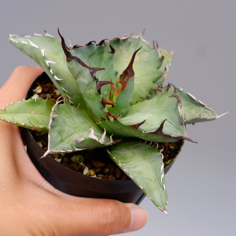 アガベ オテロイ 実生株 Agave oteroi seeding 102 | Sunny