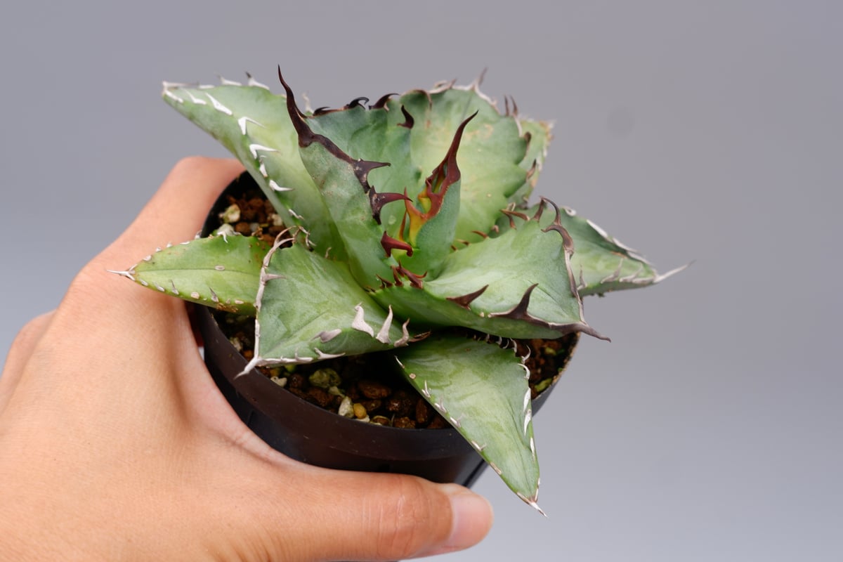 アガベ オテロイ 実生株 Agave oteroi seeding 102 | Sunny