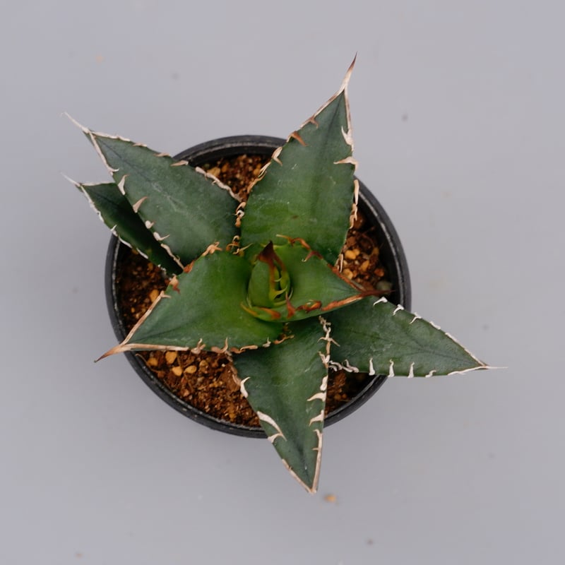 アガベ オテロイ 実生株 Agave oteroi seeding 057 | Sunny