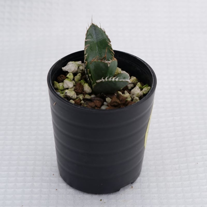 アガベ オテロイ 実生株 Agave oteroi seeding 002 | Sunny