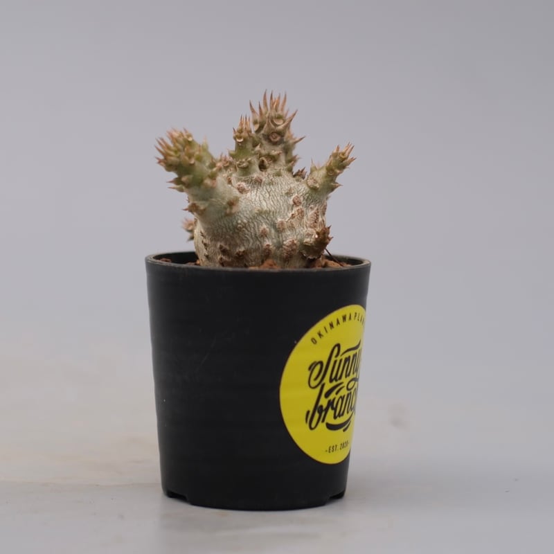 パキポディウム ウィンゾリー実生３年目 パキポディウム ウィンゾリー 実生株 076 Pachypodium windsorii |