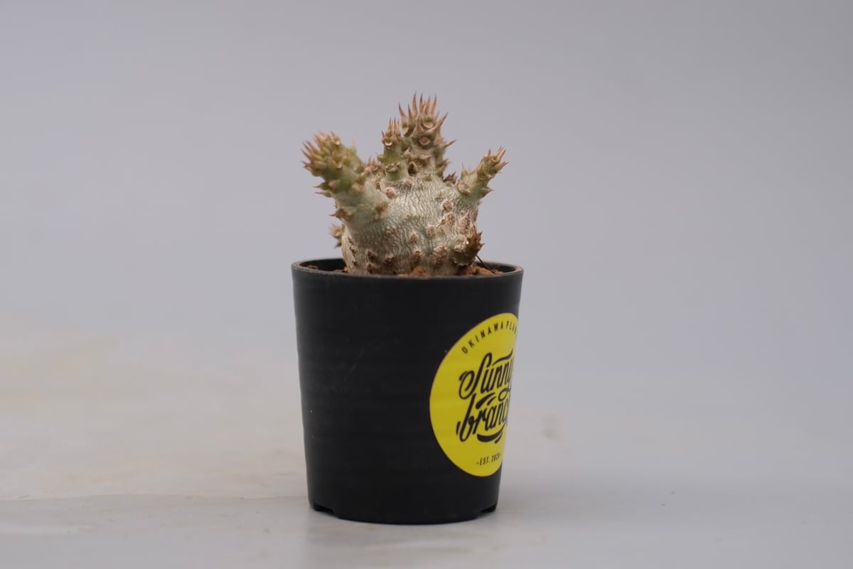 ウィンゾリー　　現地株 パキポディウム ウィンゾリー 実生株 128 Pachypodium windsorii |