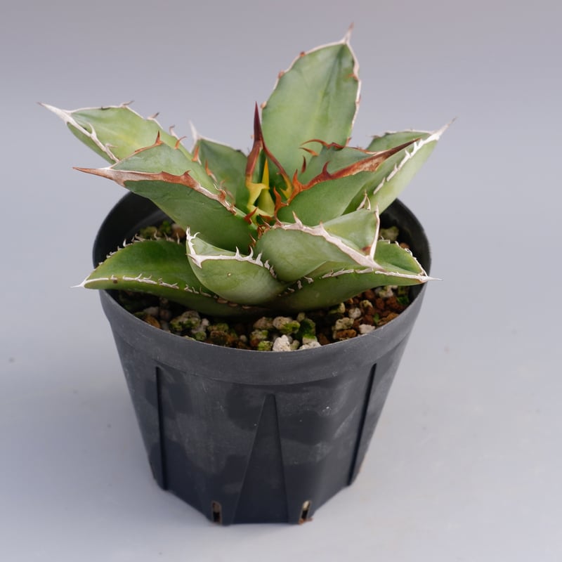 アガベ オテロイ 実生株 Agave oteroi seeding 079 | Sunny