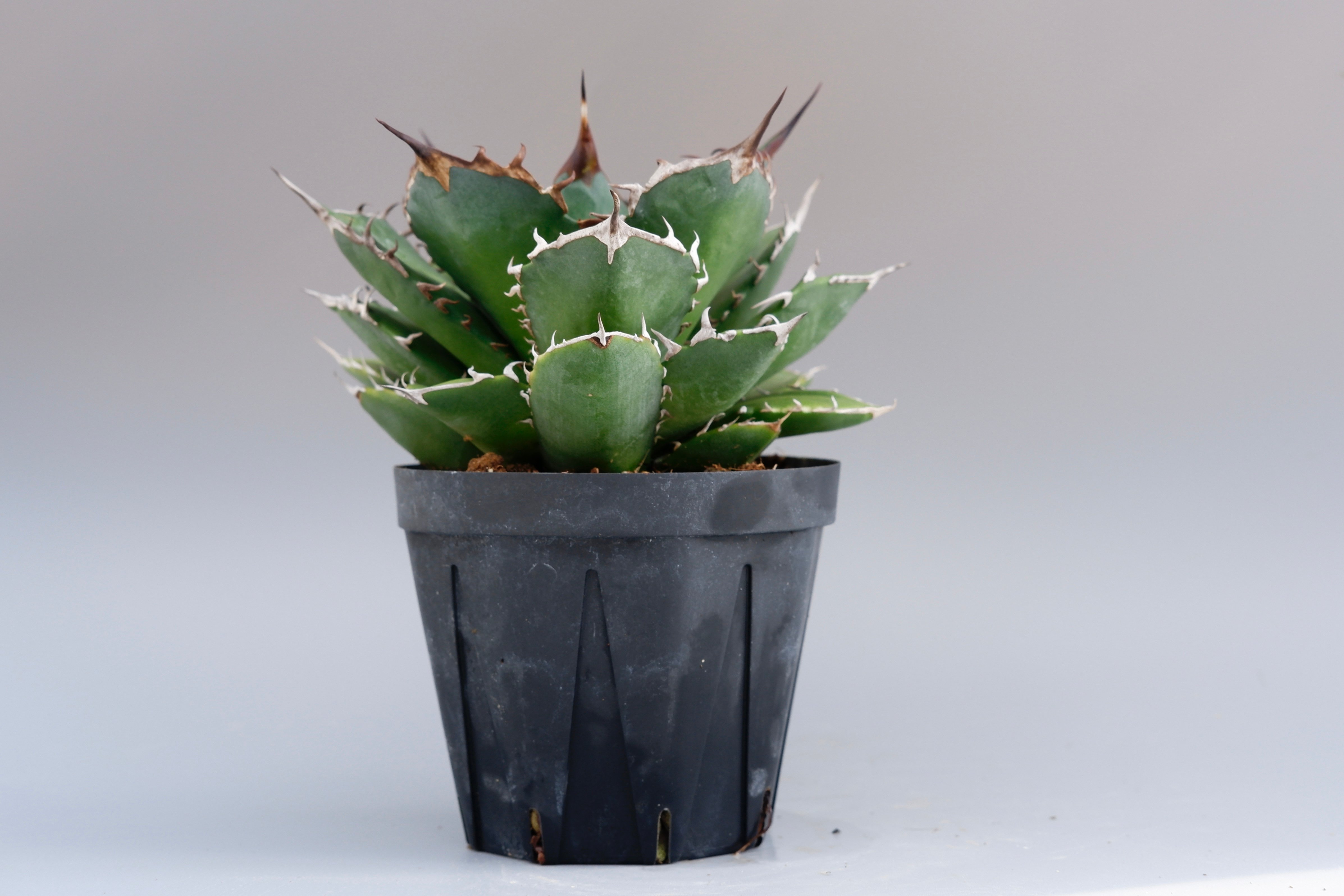 アガベ ノーネーム Agave no name | Sunny Branch