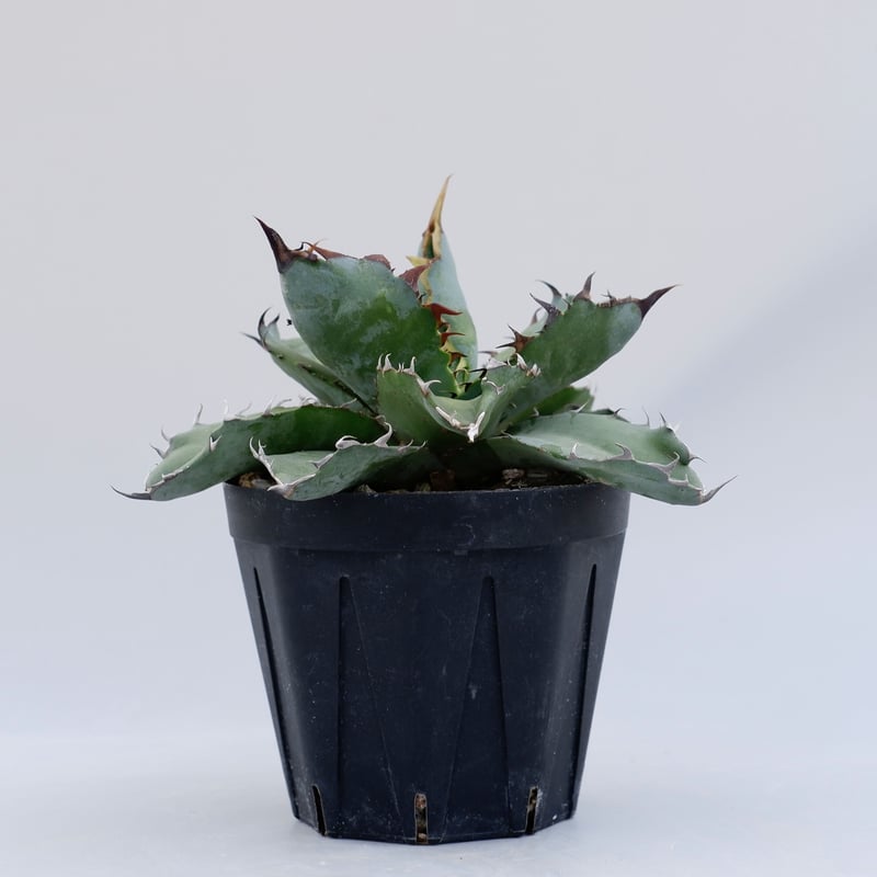 アガベ ブラックアンドブルー024 Agave titanota BB | Sunny Branch