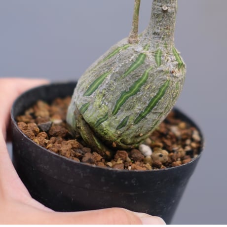 プセウドボンバックス | STORES