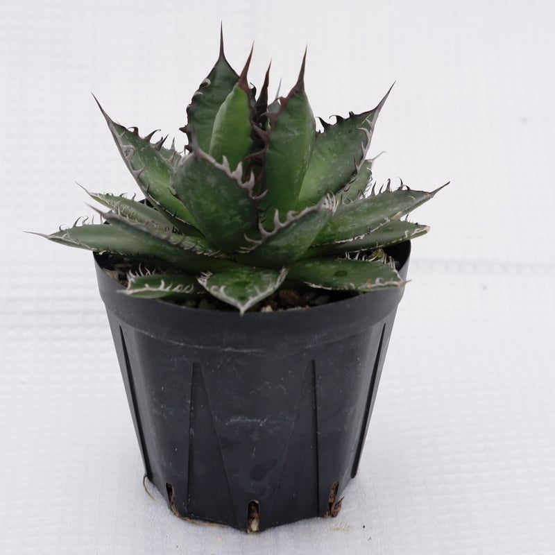 アガベ ホリダ 022 Agave horrida 強棘 | Sunny Branch