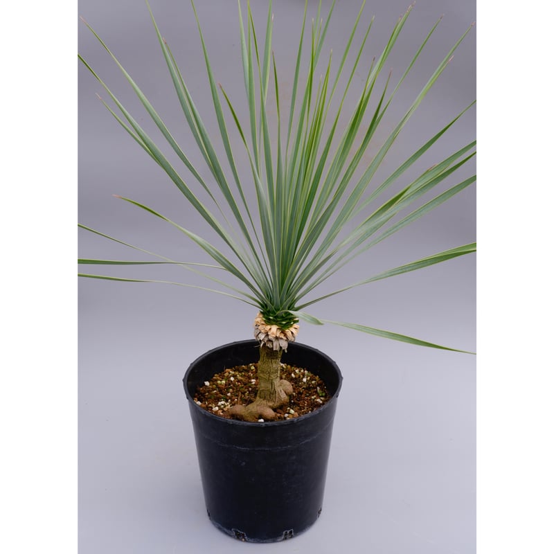 ユッカ ロストラータ 実生株 Yucca Rostrata 005 | Sunny Branch