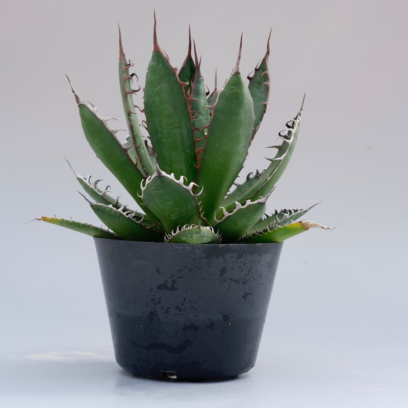 アガベ ホリダ 032 Agave horrida 強棘 | Sunny Branch