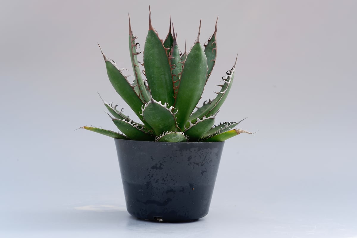 アガベ ホリダ 032 Agave horrida 強棘 | Sunny Branch