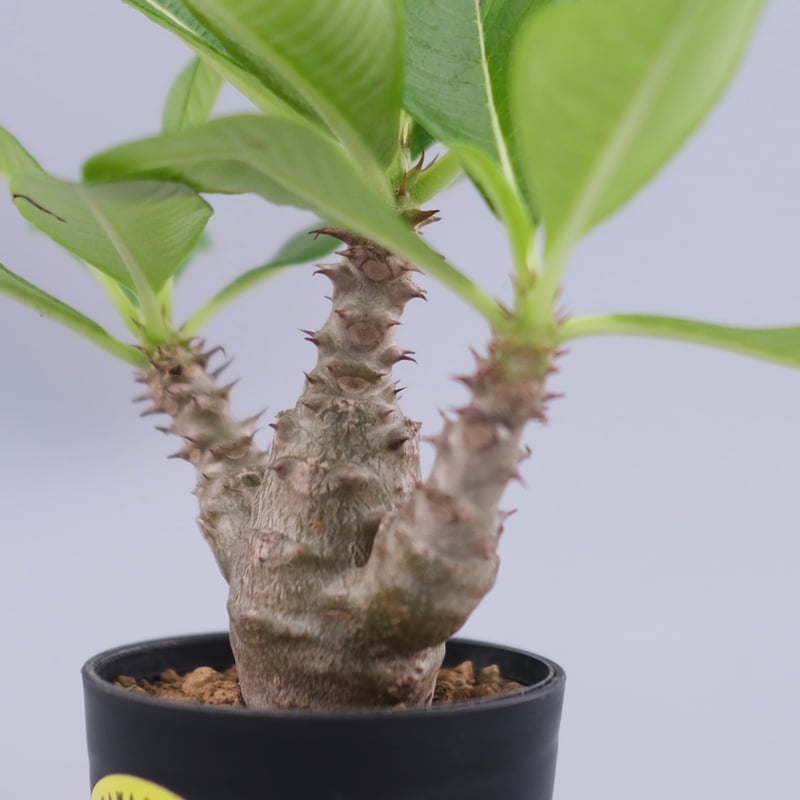 パキポディウム ウィンゾリー 実生株 060 Pachypodium windsorii |