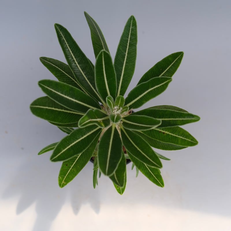 パキポディウム カクチペス 実生株 パキポディウム カクチペス 実生株 029 Pachypodium cactipes | Su