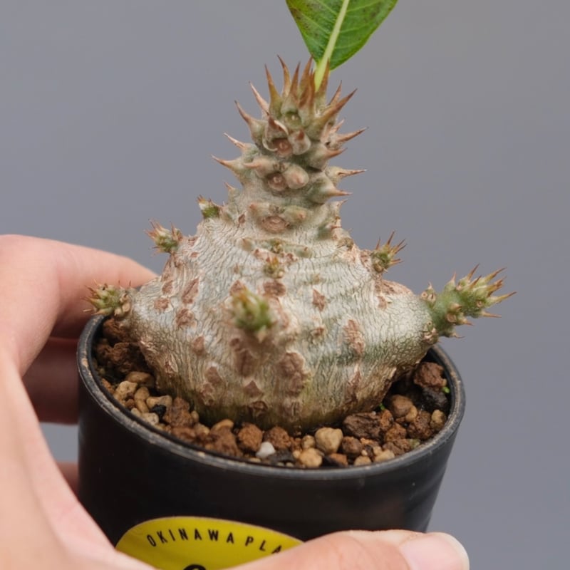 パキポディウム ウィンゾリー 実生株 118 Pachypodium windsorii |