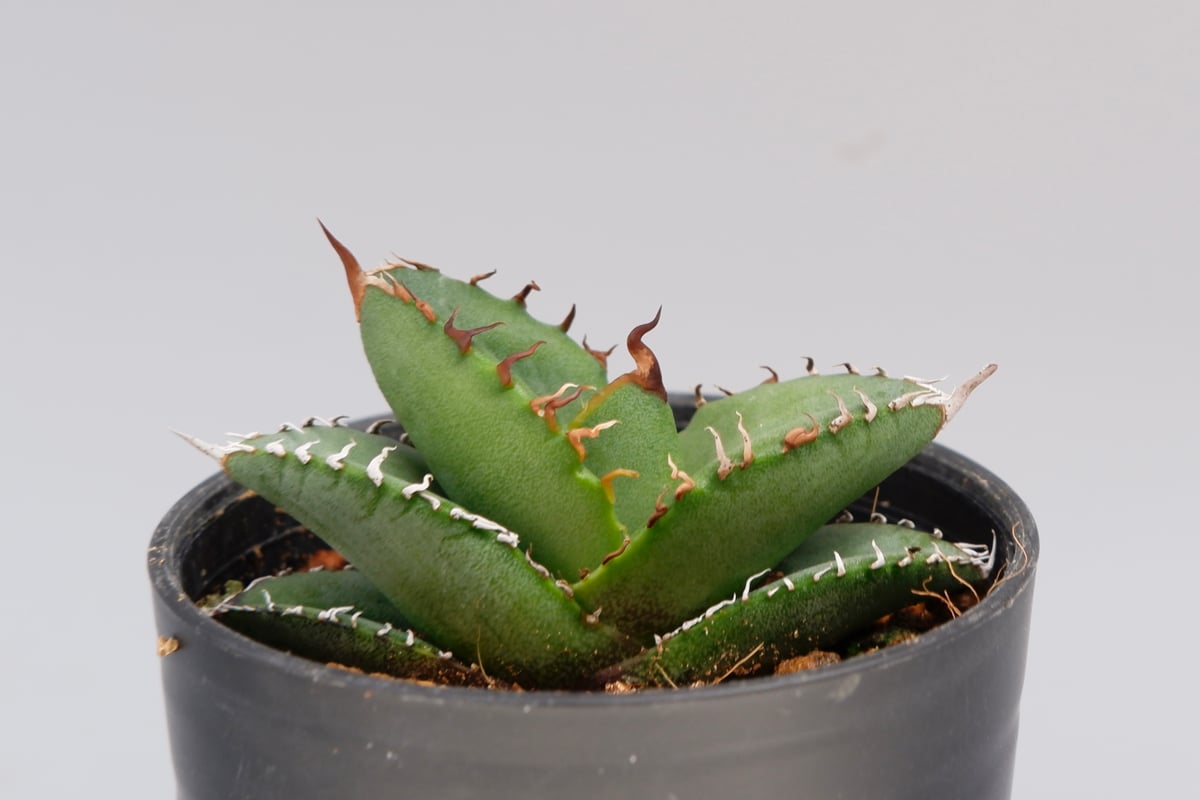 アガベ オテロイ 種子 1000粒 アガベの種子 オテロイ Agave oteroi : seed stock ヤフー
