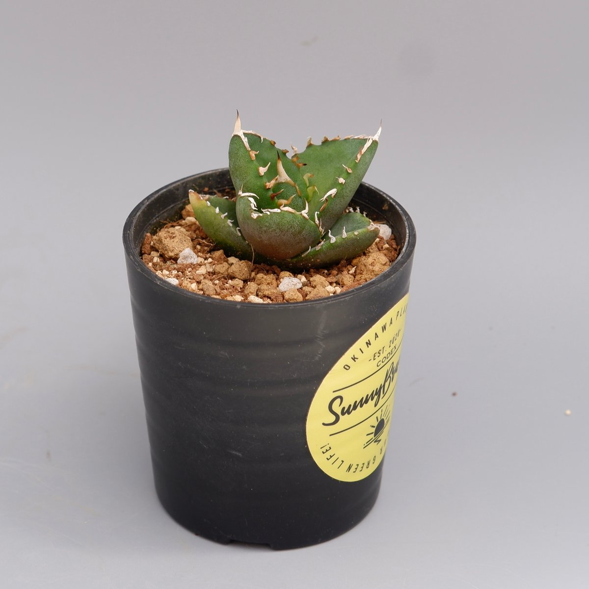 アガベ オテロイ 実生株 Agave oteroi seeding 096 | Sunny