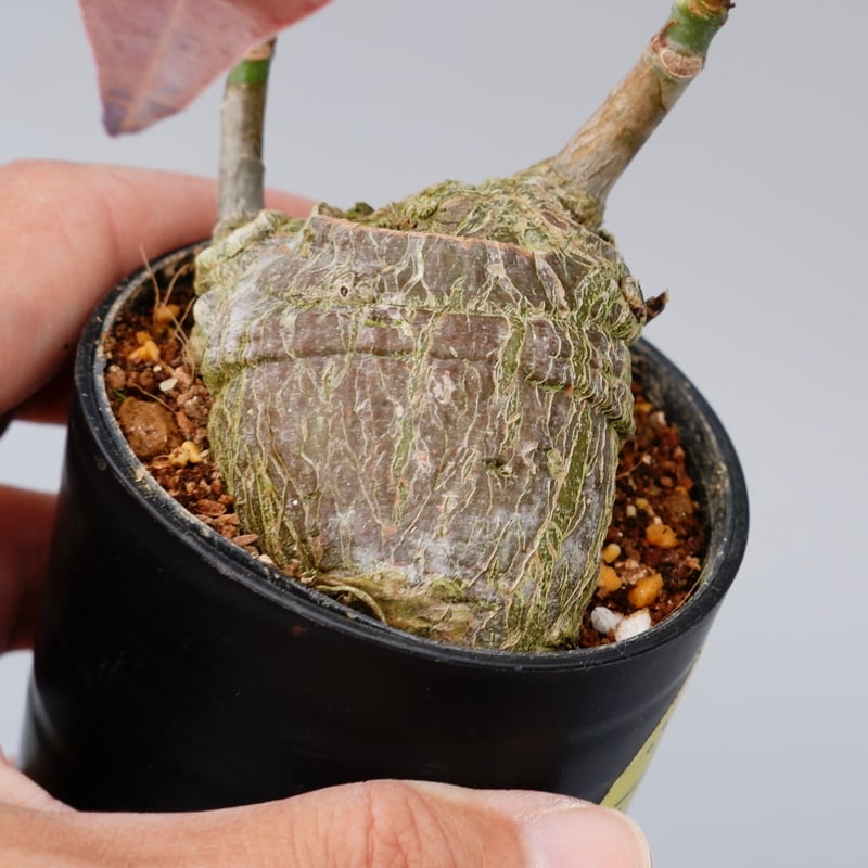 プセウド ボンバックス 012 Pseudobombax ellipticum | Sunny