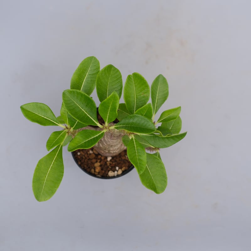 パキポディウム ウィンゾリー 実生株 075 Pachypodium windsorii |