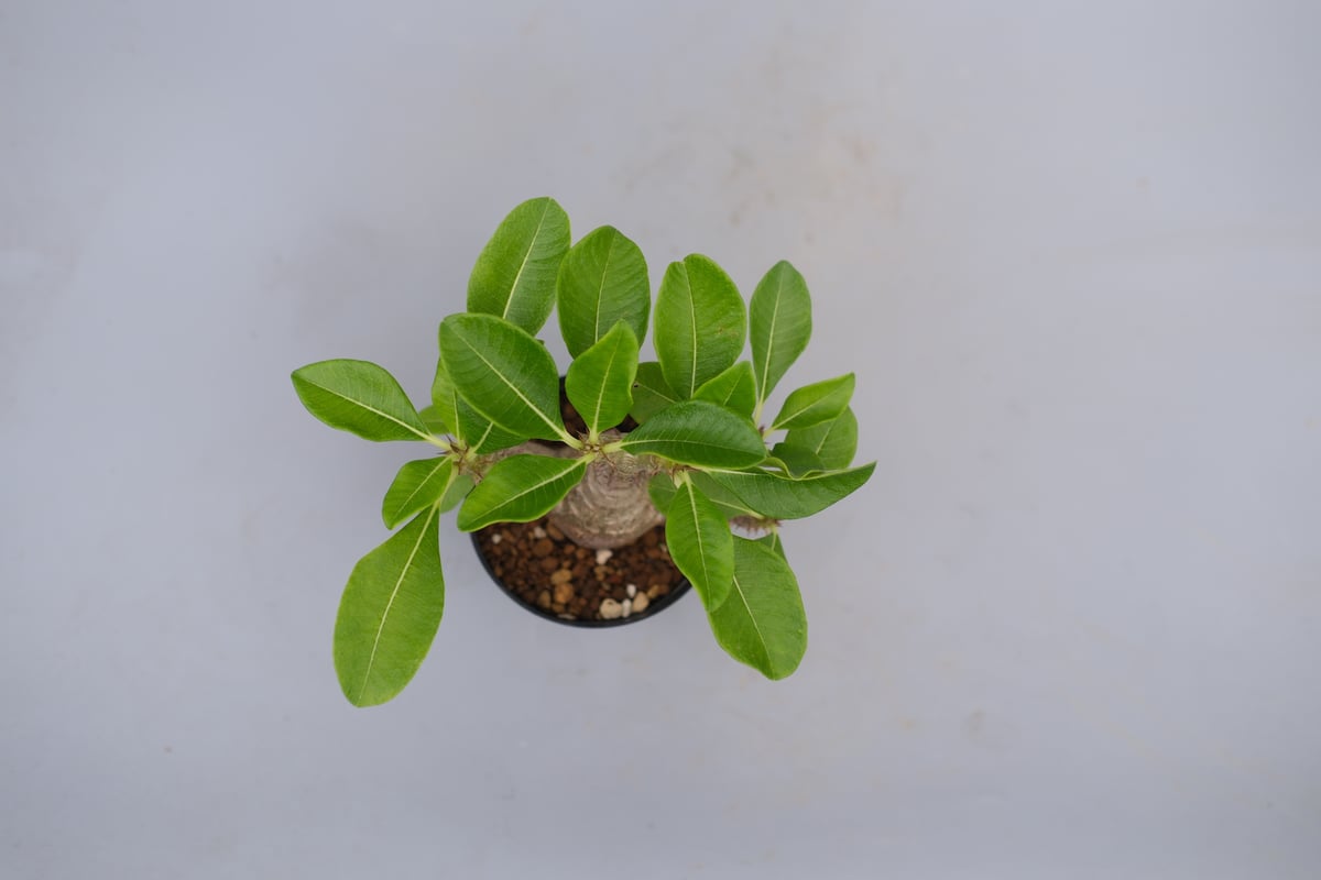 パキポディウム ウィンゾリー 実生株 075 Pachypodium windsorii |