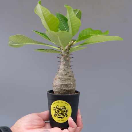 CATEGORY コーデックス | Sunny Branch