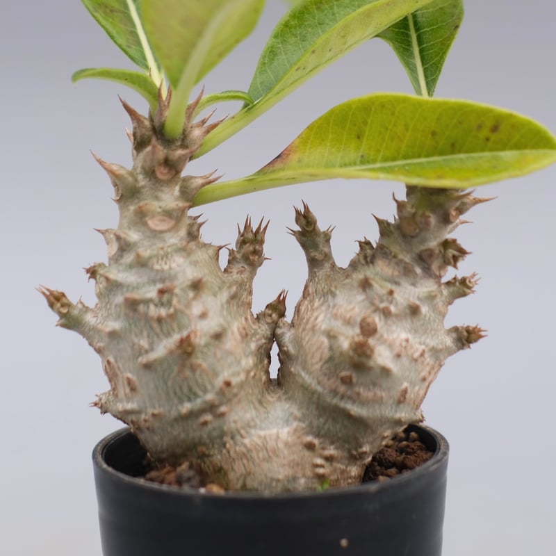 パキポディウム ウィンゾリー 実生株 117 Pachypodium windsorii |