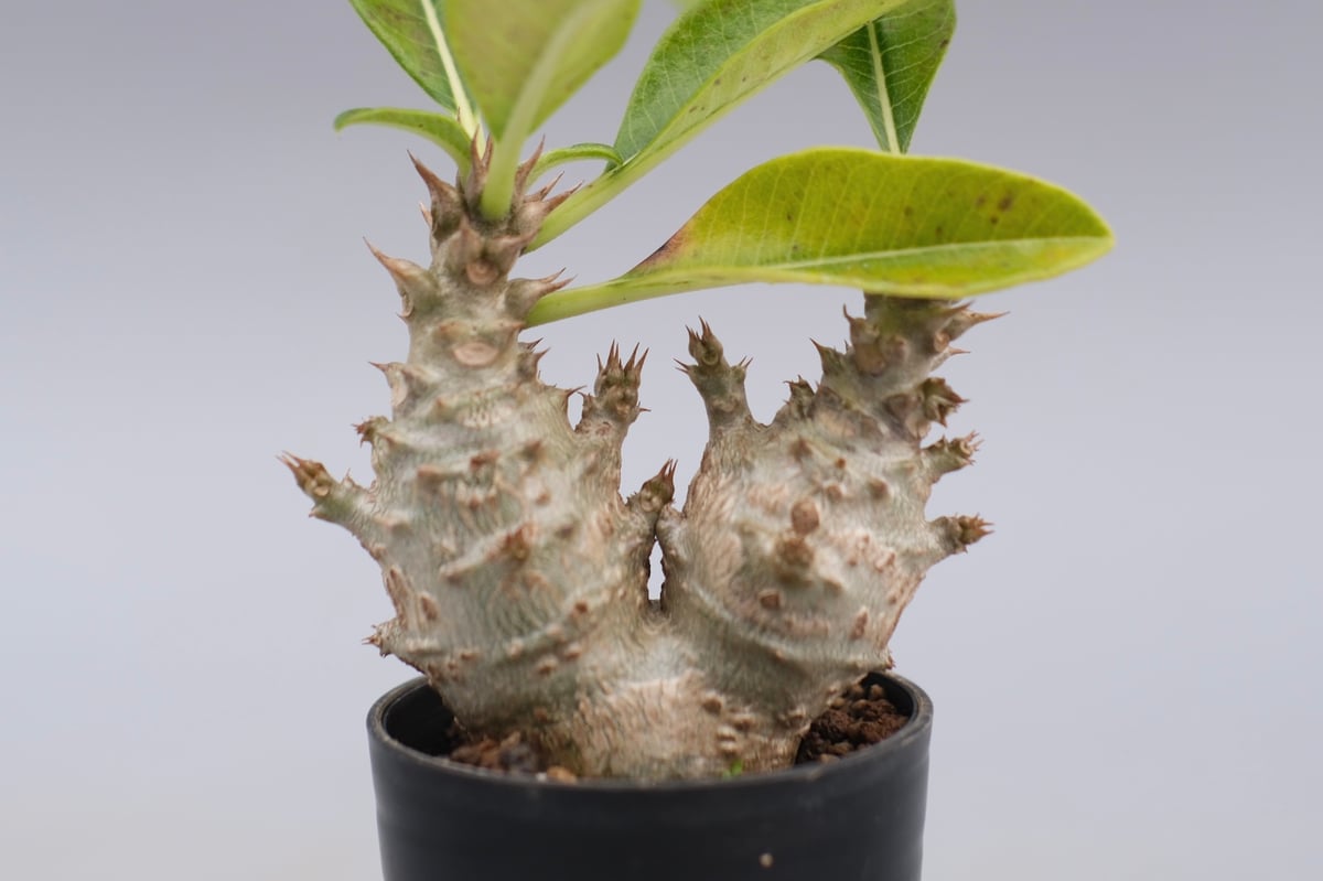 パキポディウム ウィンゾリー 実生株 117 Pachypodium windsorii |